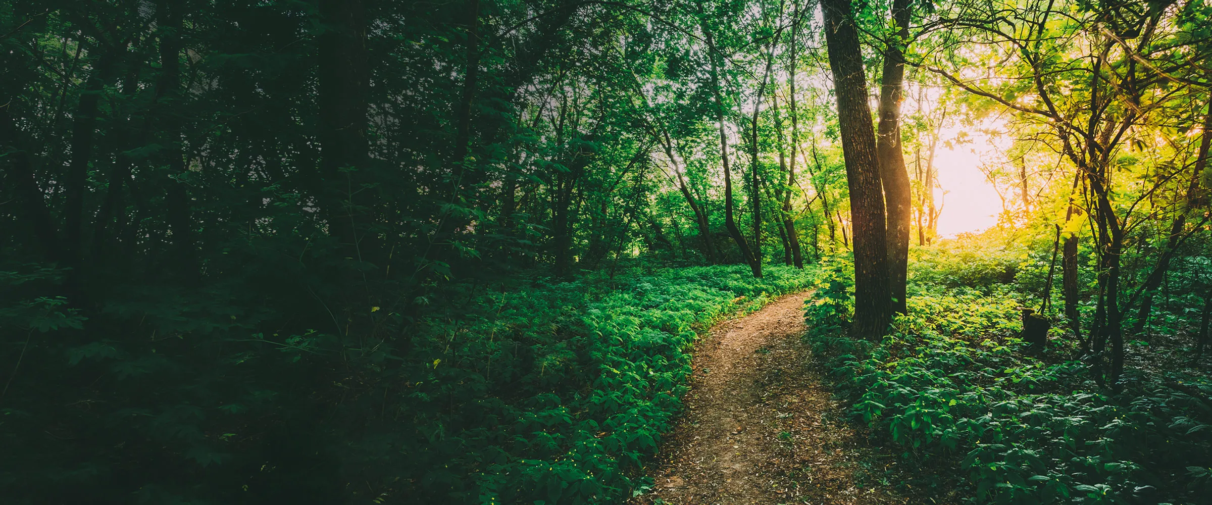 A sunlit forest path winding through tall trees with warm light breaking through the canopy
